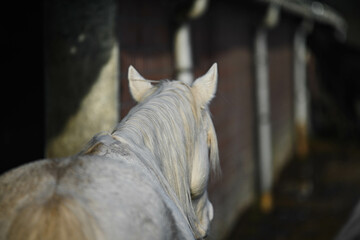 herd of horses enjoying the sun in a muddy paddock