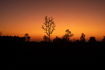 Beautiful tree silhouette sunset landscape