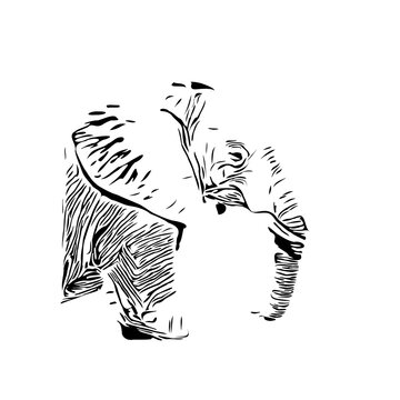 Black and white sketch of an elephant with transparent background