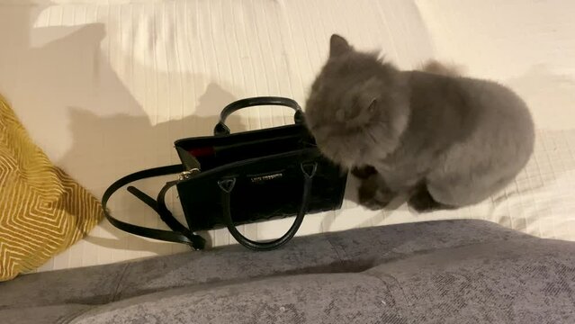 close-up of long hair cat in open silvery suitcase, preparing for shopping. Fashion concept. very smart.