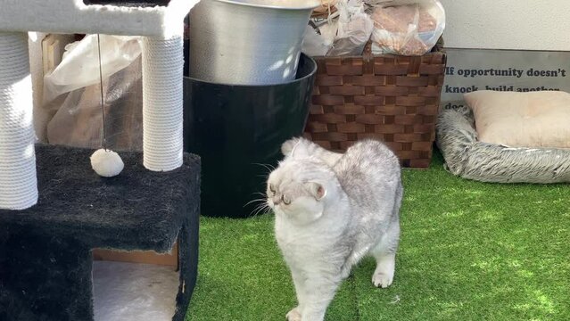 white and gray persian cat sit on the garden and look around at sunny day.