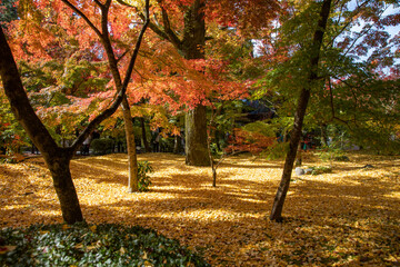 Fototapeta na wymiar Autumn leaves at Eikando temple, Kyoto, Japan
