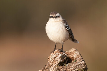 Chalk browed Mockingbird, La Pampa Province, Patagonia, Argentina