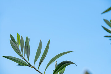 Olive branch with green leaves with blue sky background