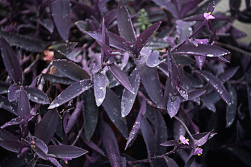 image of a seedling of pretty purple leaves of tradescantia pallida with dewdrops and its small pink flowers