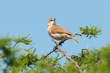 Rufous Hornero , Argentine national Bird, Iberà Marshes, Corrientes Province Argentina.