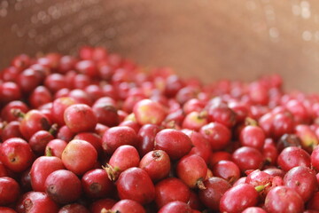 coffee cherry on a wooden background