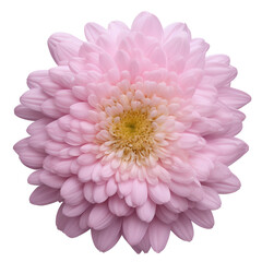 Fototapeta premium chrysanthemum flower close up marco good for design