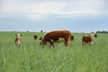 Fototapeta premium Cattle raising with natural pastures in Pampas countryside, La Pampa Province,Patagonia, Argentina.
