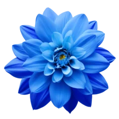 Foto op Plexiglas dahlia flower close up marco good for design © slowbuzzstudio