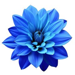 dahlia flower close up marco good for design © slowbuzzstudio
