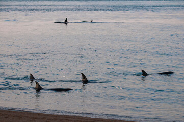 Killer whale family, hunting sea lions on the paragonian coast, Patagonia, Argentina