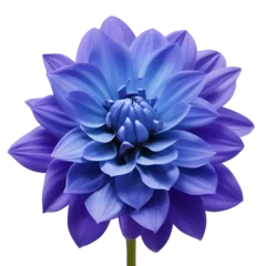 Foto op Plexiglas dahlia flower close up marco good for design © slowbuzzstudio