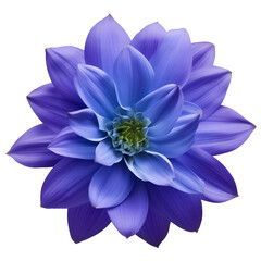 Fototapeta premium dahlia flower close up marco good for design