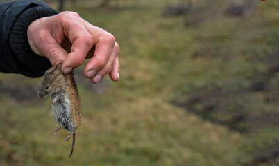 mouse in hand, animal .