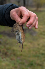 mouse in hand, animal .