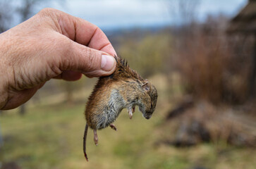 mouse in hand, animal .