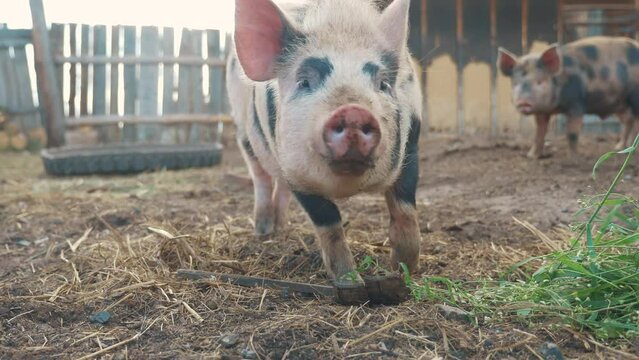 funny pigs sniffing air farming agriculture concept. pig on an old farm. adult piglets run in a lifestyle pen on an old farm