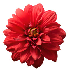 dahlia flower close up marco good for design