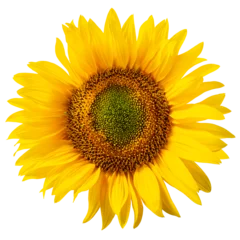 Keuken spatwand met foto Sunflower (Helianthus annuus inflorescence) isolated png © maxsol7