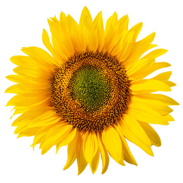 sunflower vector png