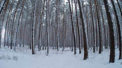 Pine winter forest . Winter Wallpaper