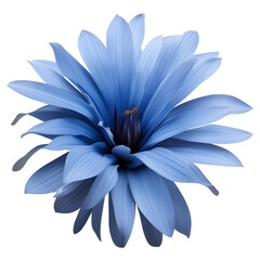 Obraz premium gerbera flower close up marco good for design