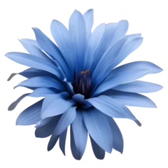 Fototapeten gerbera flower close up marco good for design © slowbuzzstudio