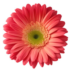 gerbera flower close up marco good for design