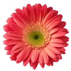 Foto auf Glas gerbera flower close up marco good for design © slowbuzzstudio