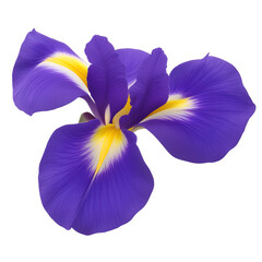 iris flower close up marco good for design