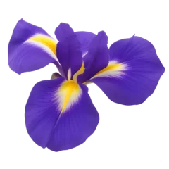 Gordijnen iris flower close up marco good for design © slowbuzzstudio