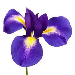 iris flower close up marco good for design © slowbuzzstudio