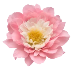 peony flower close up marco good for design