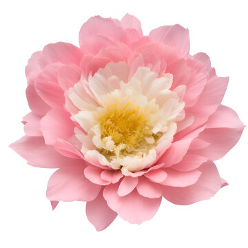 Fototapeta peony flower close up marco good for design