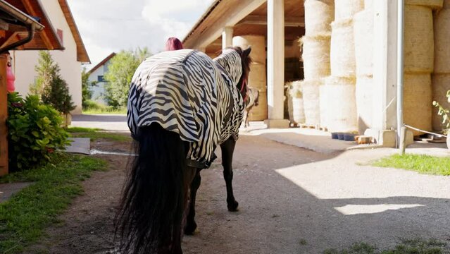 Camera following a horse wearing protective zebra pattern coat, because of his skin allergy 