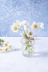 Anemones flower bouquet in jar. Spring, Mother's Day or March 8 still life composition