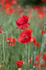 Obraz premium Red poppies in field