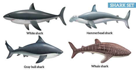 Realistic Shark Set