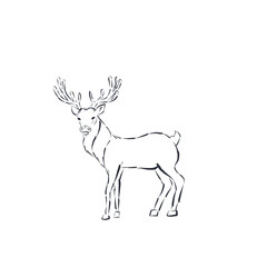 Line deer isolated on white background.