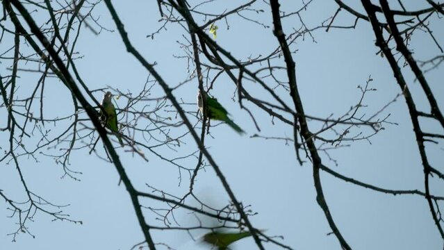 Three monk parakeets sitting on twigs