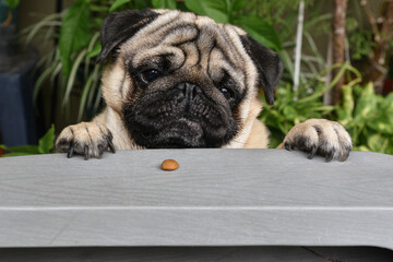 Pug