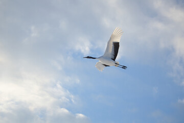 北海道にいるタンチョウ