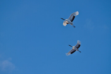 北海道にいるタンチョウ