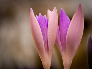 Fototapeta premium Double pack of crocuses