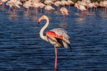 Pink flamingo on a pond of Camargue, France