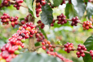 Close-up of a coffee plant full of ripe beans ready to be harvested.