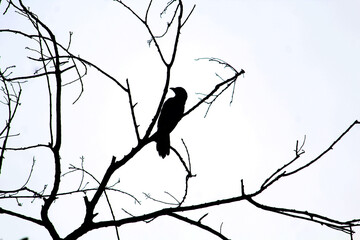 branches of a tree 
black and white crow

