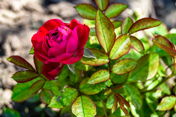 Photography on theme beautiful wild growing flower rose