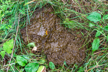 Photography on theme fresh cow dung lies on manure animal farm